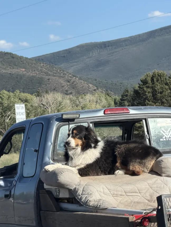 Happy Pup