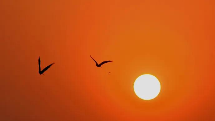 Birds